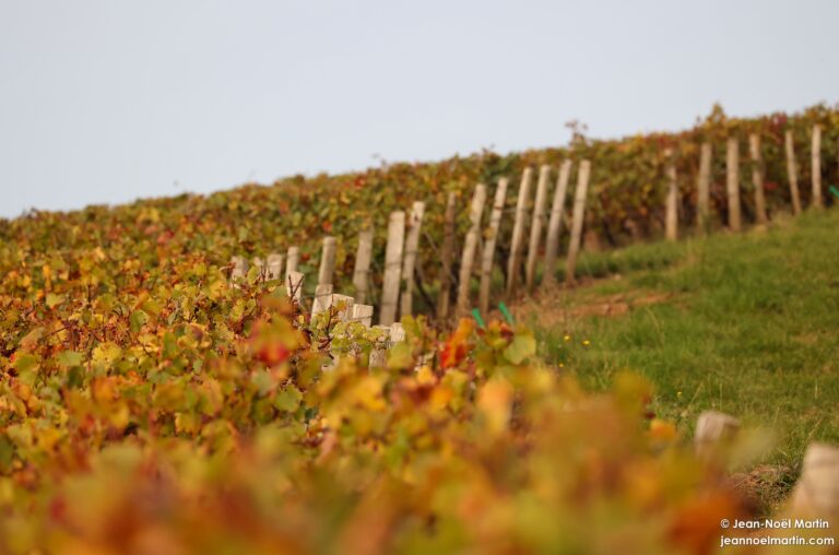 Vin, Gastronomie, Nature & Patrimoine : la Bourgogne